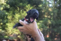 Red Collar Boy, a male Great Dane for sale in Danville, VA – 1 of 4