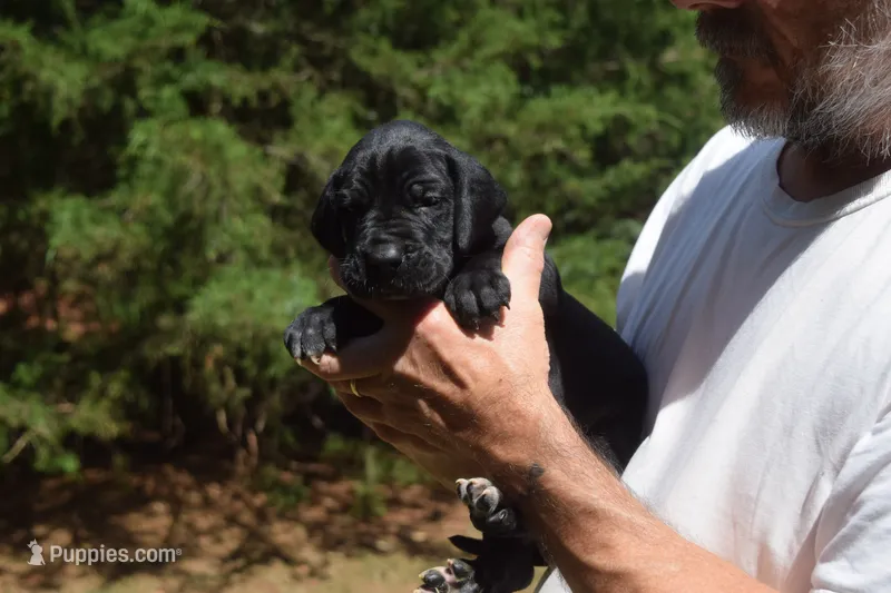 Green Collar Boy – Great Dane puppy for sale in Danville, VA