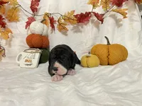 Orange Collar Girl, a female Great Dane for sale in Danville, VA – 4 of 6