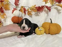 Yellow Collar Girl, a female Great Dane for sale in Danville, VA – 4 of 6