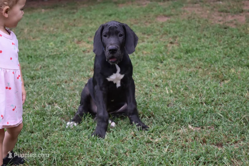 Blue Collar Boy – Great Dane puppy on hold in Danville, VA