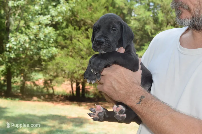 Blue Collar Boy – Great Dane puppy for sale in Danville, VA