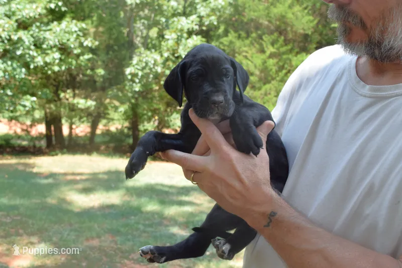Pink Collar Girl – Great Dane puppy for sale in Danville, VA