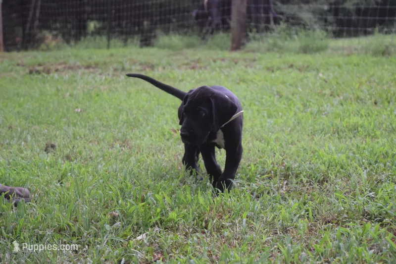 Brown Collar Boy – Great Dane puppy for sale in Danville, VA