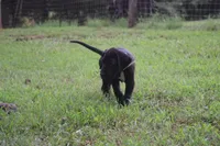 Brown Collar Boy, a female Great Dane for sale in Danville, VA – 4 of 10