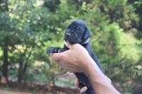 Purple Collar Girl, a female Great Dane for sale in Danville, VA – 2 of 4