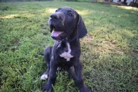 Blue Collar Boy, a male Great Dane for sale in Danville, VA – 2 of 10
