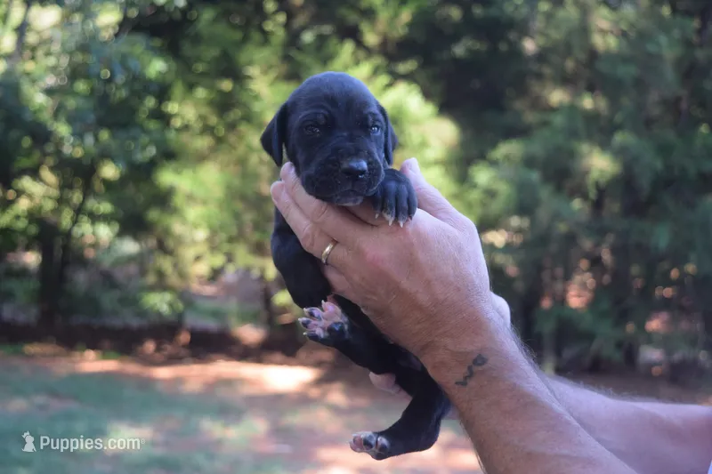 Blue Collar Boy – Great Dane puppy for sale in Danville, VA