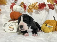 Yellow Collar Girl, a female Great Dane for sale in Danville, VA – 3 of 6