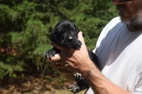 Green Collar Boy, a male Great Dane for sale in Danville, VA – 2 of 6