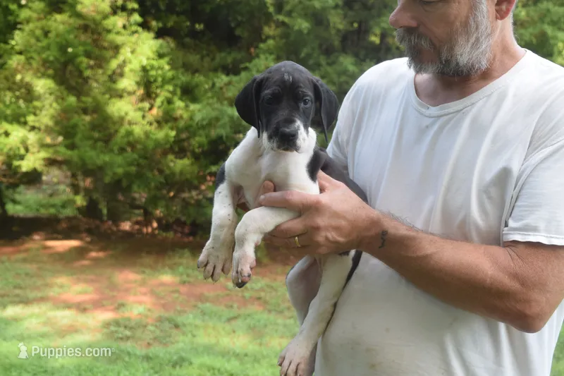 Black Mantle Girl – Great Dane puppy for sale in Danville, VA