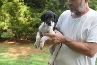 Black Mantle Girl, a female Great Dane for sale in Danville, VA – 4 of 9