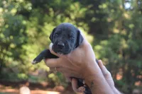 Red Collar Boy, a male Great Dane for sale in Danville, VA – 2 of 4