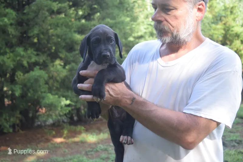 Red Collar Boy – Great Dane puppy for sale in Danville, VA