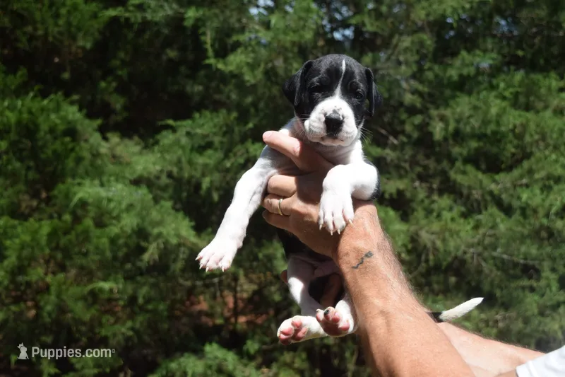 Black Mantle Boy – Great Dane puppy for sale in Danville, VA