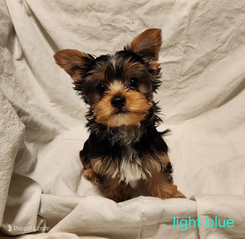 Tiny (light blue boy) – Yorkshire Terrier puppy for sale in Chipley, FL