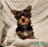 Tiny (light blue boy), a male Yorkshire Terrier for sale in Chipley, FL – 1 of 3