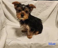 Romeo (blue boy), a male Yorkshire Terrier for sale in Chipley, FL – 2 of 3