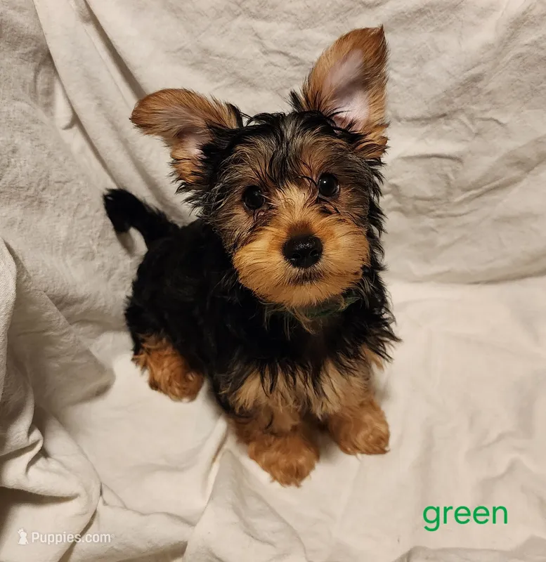 Grizz (green boy) – Yorkshire Terrier puppy for sale in Chipley, FL