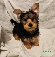 Grizz (green boy), a male Yorkshire Terrier for sale in Chipley, FL – 1 of 4