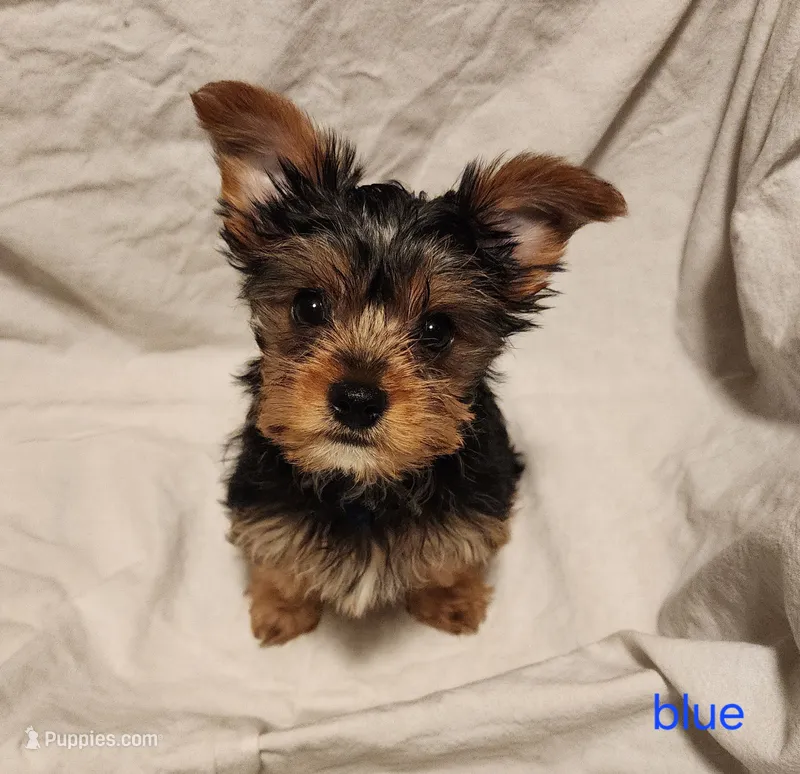 Romeo (blue boy) – Yorkshire Terrier puppy for sale in Chipley, FL