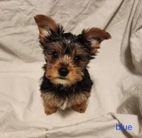 Romeo (blue boy), a male Yorkshire Terrier for sale in Chipley, FL – 1 of 3