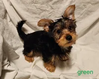 Grizz (green boy), a male Yorkshire Terrier for sale in Chipley, FL – 4 of 4