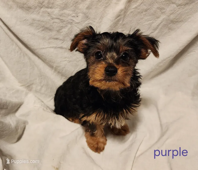 Purple girl – Yorkshire Terrier puppy for sale in Chipley, FL
