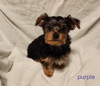 Purple girl, a female Yorkshire Terrier for sale in Chipley, FL – 1 of 4
