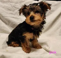 Shyah (pink girl), a female Yorkshire Terrier for sale in Chipley, FL – 4 of 4