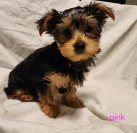 Shyah (pink girl), a female Yorkshire Terrier for sale in Chipley, FL – 2 of 4