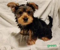 Grizz (green boy), a male Yorkshire Terrier for sale in Chipley, FL – 3 of 4