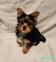 Tiny (light blue boy), a male Yorkshire Terrier for sale in Chipley, FL – 2 of 3