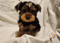 Rainbow girl, a female Yorkshire Terrier for sale in Chipley, FL – 3 of 3