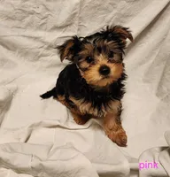 Shyah (pink girl), a female Yorkshire Terrier for sale in Chipley, FL – 3 of 4