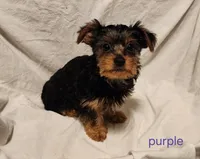 Purple girl, a female Yorkshire Terrier for sale in Chipley, FL – 2 of 4