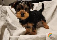 Rainbow girl, a female Yorkshire Terrier for sale in Chipley, FL – 2 of 3