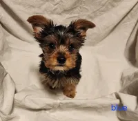 Romeo (blue boy), a male Yorkshire Terrier for sale in Chipley, FL – 3 of 3