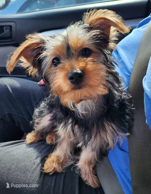 Purple girl – Yorkshire Terrier puppy for sale in Chipley, FL