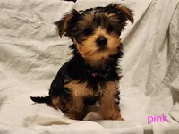 Shyah (pink girl), a female Yorkshire Terrier for sale in Chipley, FL – 1 of 4