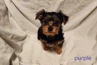 Purple girl, a female Yorkshire Terrier for sale in Chipley, FL – 4 of 4