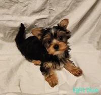 Tiny (light blue boy), a male Yorkshire Terrier for sale in Chipley, FL – 3 of 3