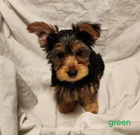 Grizz (green boy), a male Yorkshire Terrier for sale in Chipley, FL – 2 of 4
