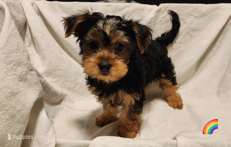 Rainbow girl – Yorkshire Terrier puppy for sale in Chipley, FL