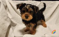 Rainbow girl, a female Yorkshire Terrier for sale in Chipley, FL – 1 of 3