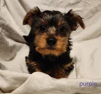 Purple girl, a female Yorkshire Terrier for sale in Chipley, FL – 3 of 4