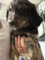 Puppy #1, a male Golden Retriever and Labrador Retriever for sale in Glenwood City, WI – 1 of 1