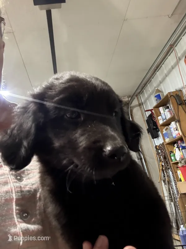 Puppy #2 – Golden Retriever, Labrador Retriever puppy for sale in Glenwood City, WI