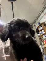 Puppy #2, a male Golden Retriever and Labrador Retriever for sale in Glenwood City, WI – 1 of 2