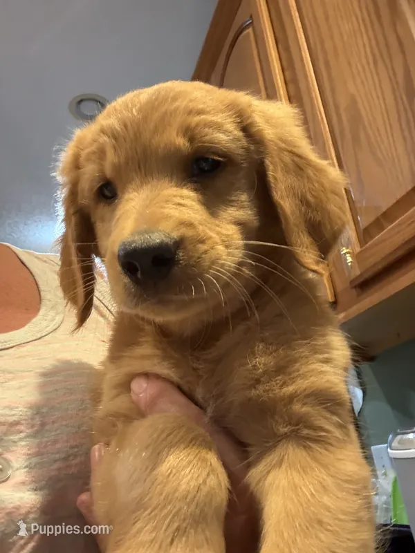 Puppy #5 – Golden Retriever, Labrador Retriever puppy for sale in Glenwood City, WI